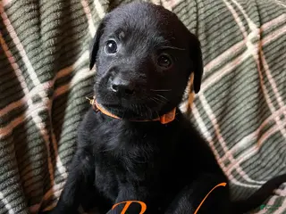 Labrador Retriever dogs Reed - Ad 31