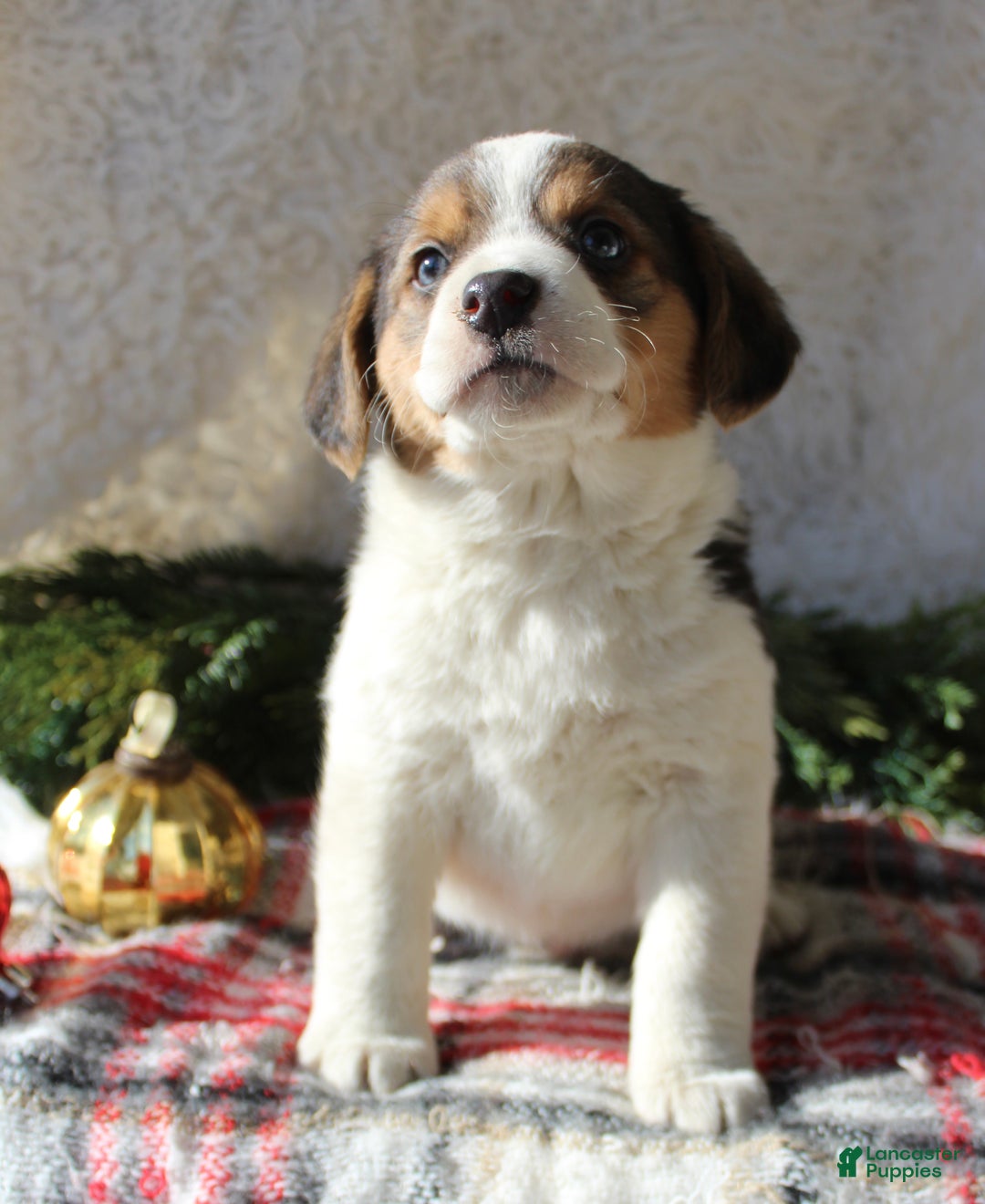 Mixed Breed dogs for sale: Benny - Ad 5