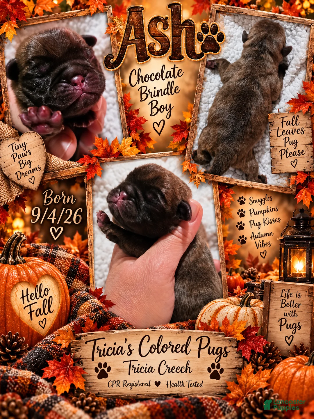 Pug dogs for sale: Pug 2 - Ad 1