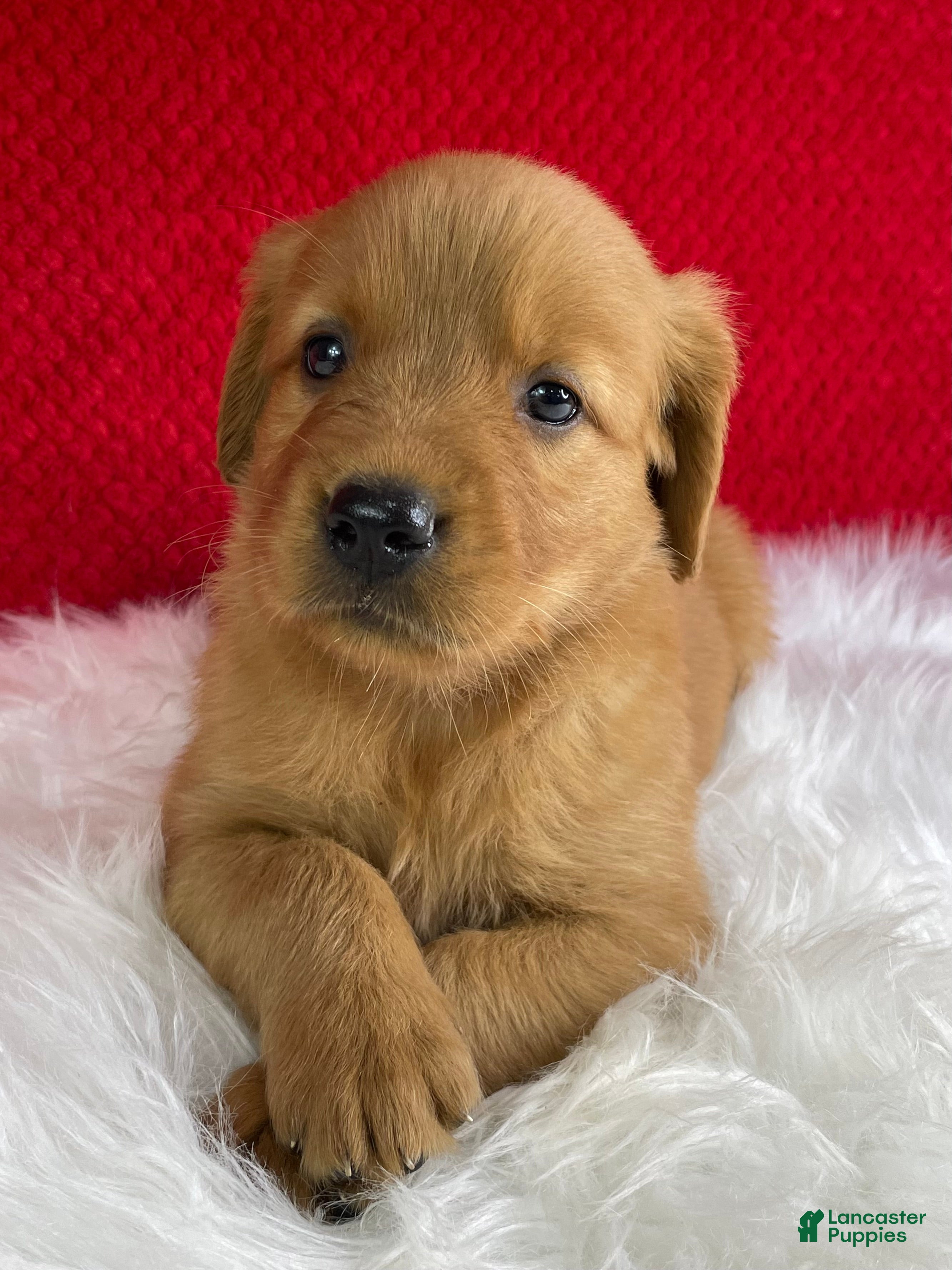 Golden Retriever dogs Bailey - Ad 1