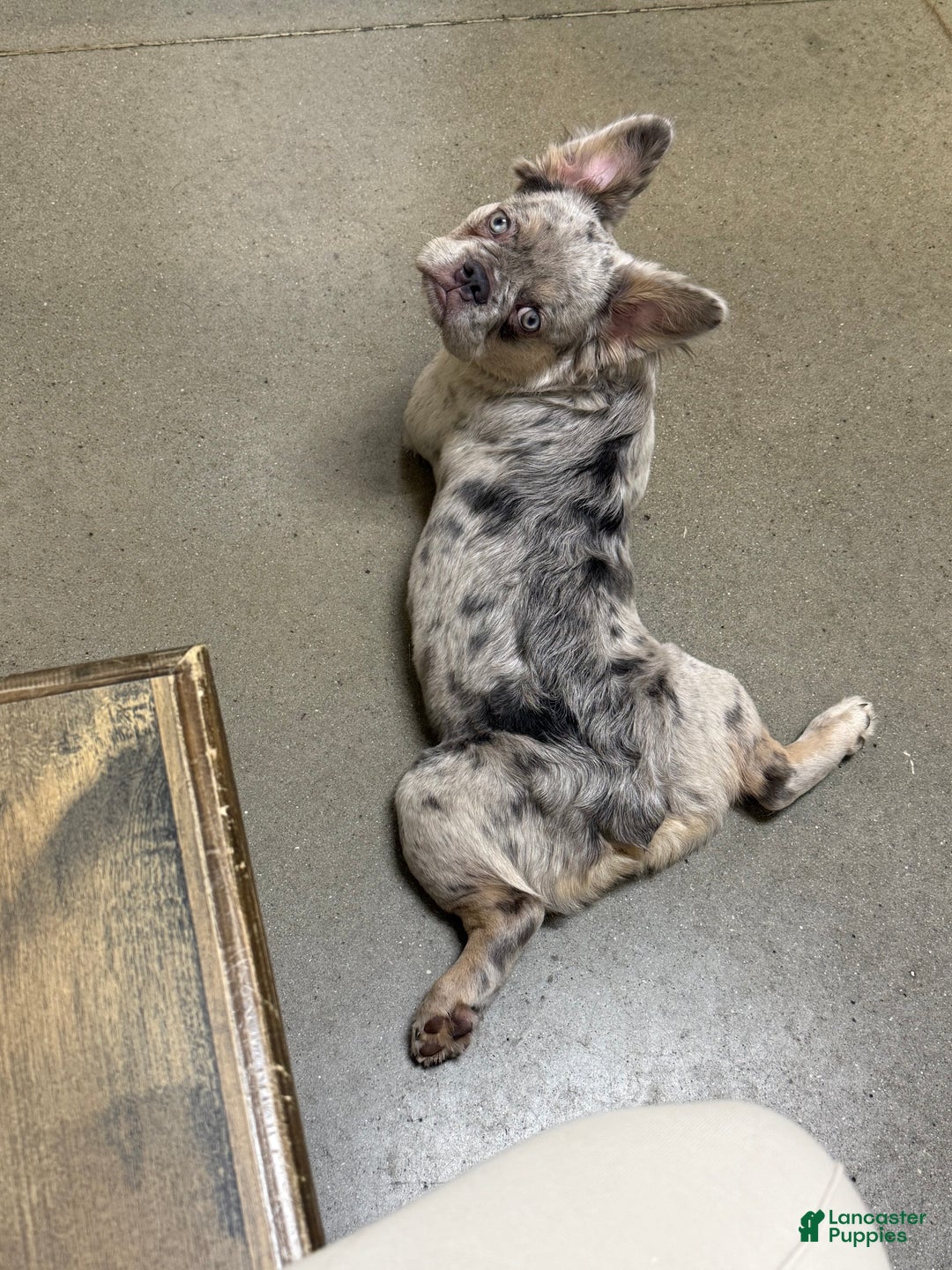 French Bulldog dogs for sale: Breeze - Ad 4