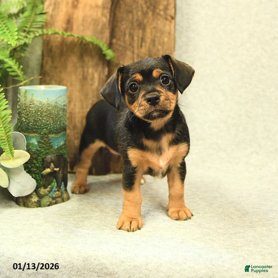 Mixed Breed dogs for sale: Lacey - Ad 2
