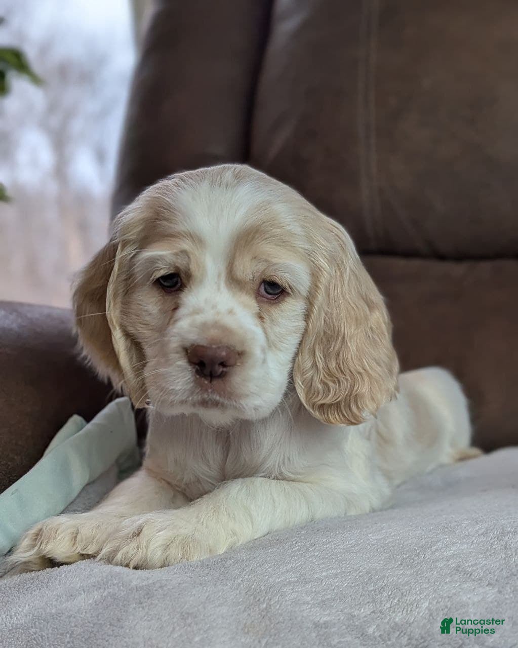 Cocker Spaniel dogs Wilbur  - Ad 1