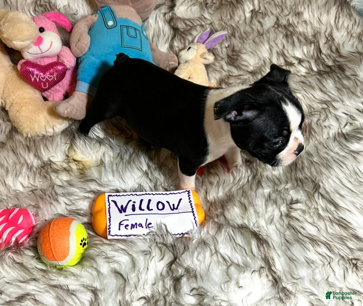 Boston Terrier dogs  Willow - Ad 2