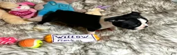 Boston Terrier dogs for sale:  Willow - Ad 2