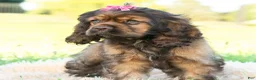 Cocker Spaniel dogs for sale: Peaches - Ad 3