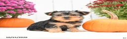 Yorkshire Terrier dogs for sale: Homer - Ad 2