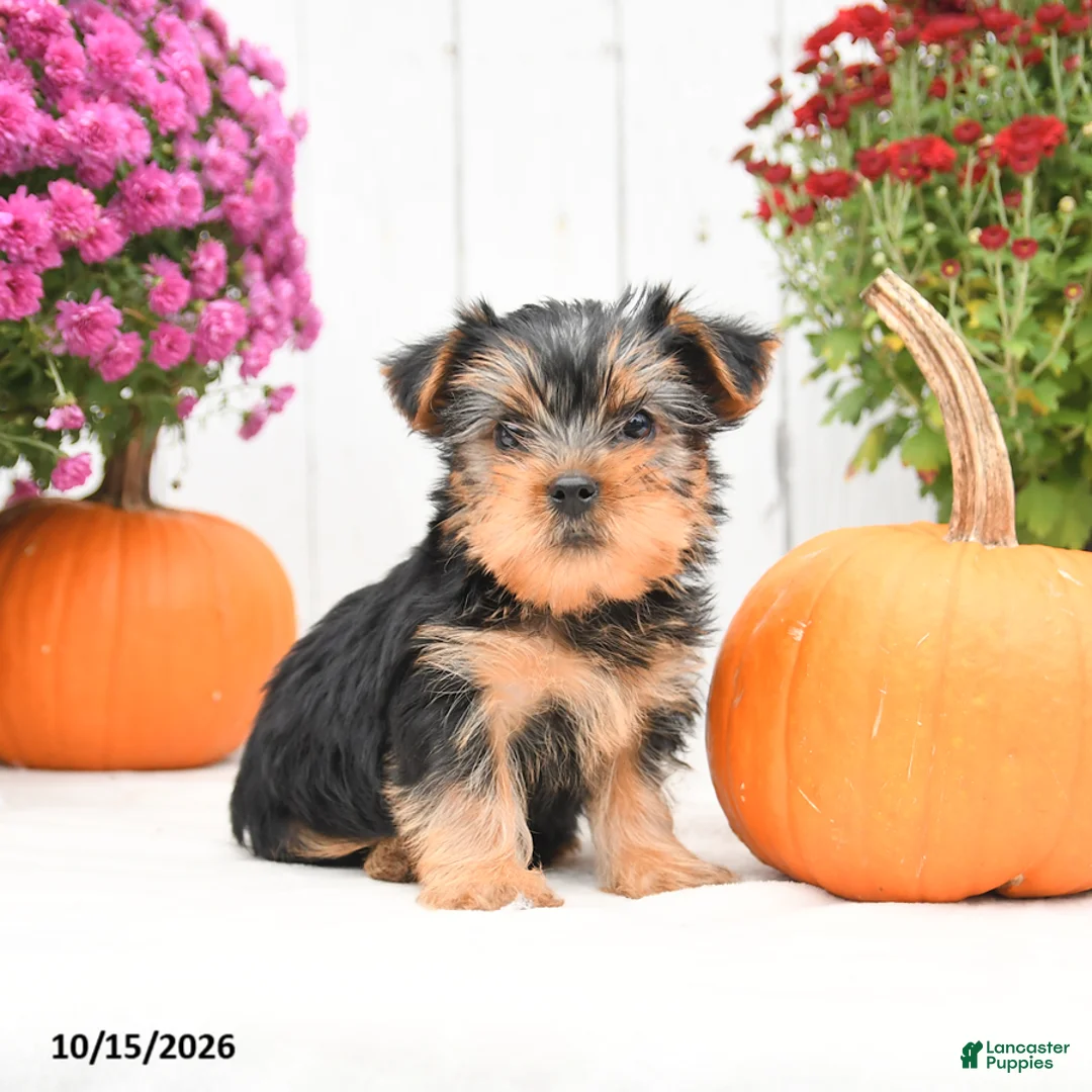Yorkshire Terrier dogs for sale: Homer - Ad 2