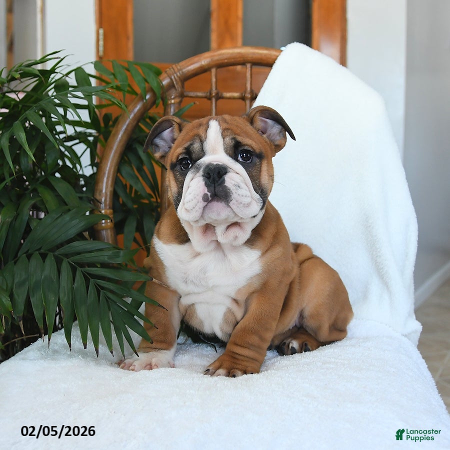 English Bulldog dogs Monroe - Ad 1