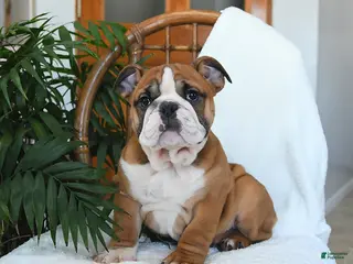 English Bulldog dogs Monroe - Ad 1