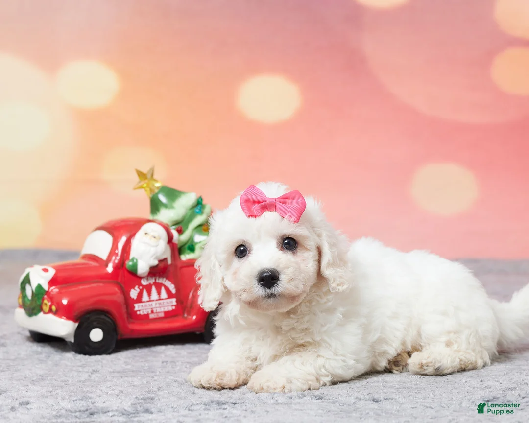 Bichon Frise dogs for sale: Faith - Ad 1