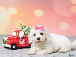 Bichon Frise dogs Faith - Ad 39