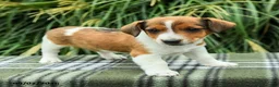 Jack Russell Terrier dogs for sale: Marlo - Ad 3