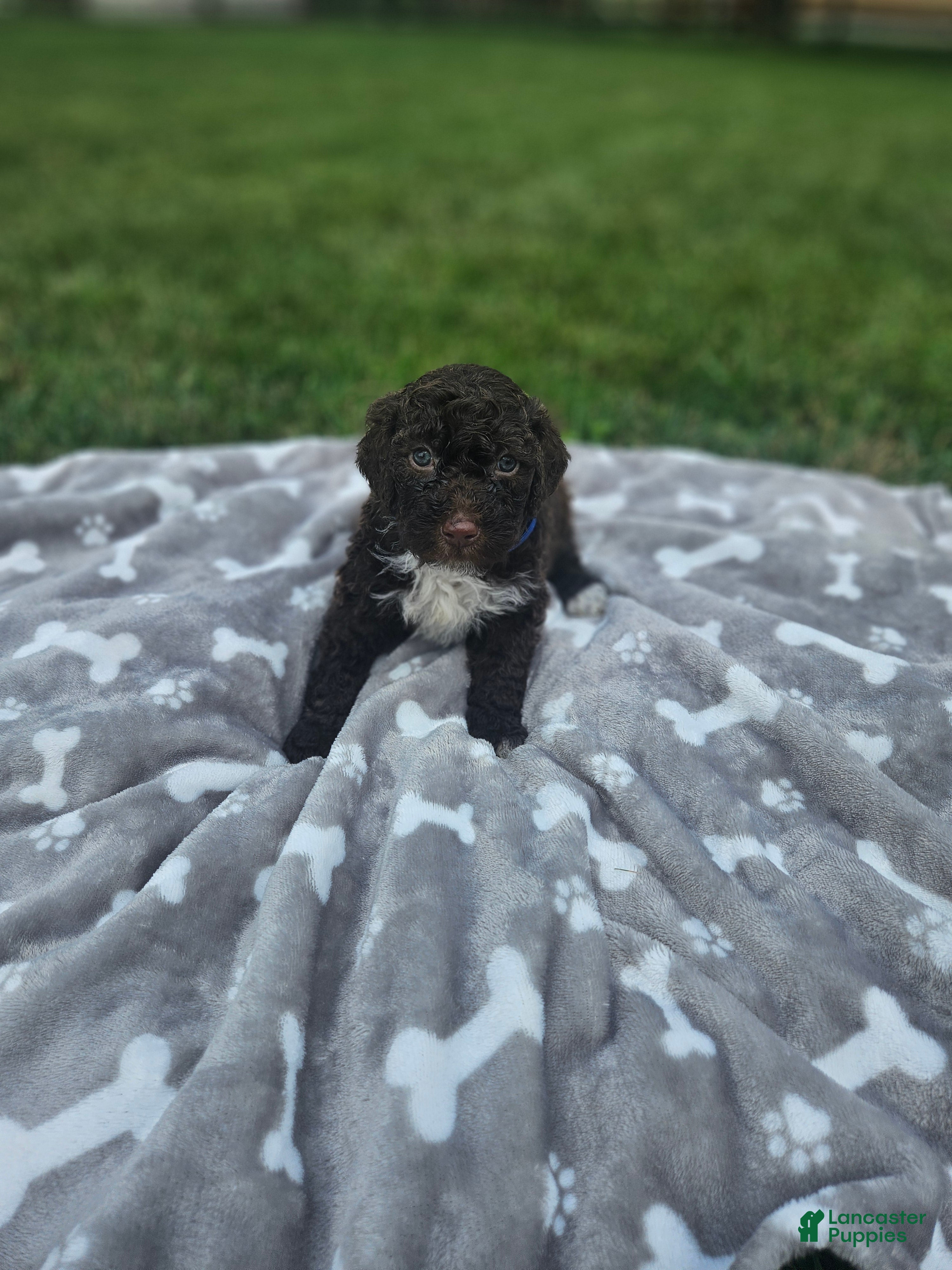 Portuguese Water Dog dogs Blu - Ad 28