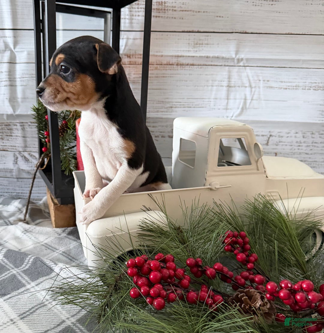 Toy Fox Terrier dogs for sale: Tucker - Ad 4