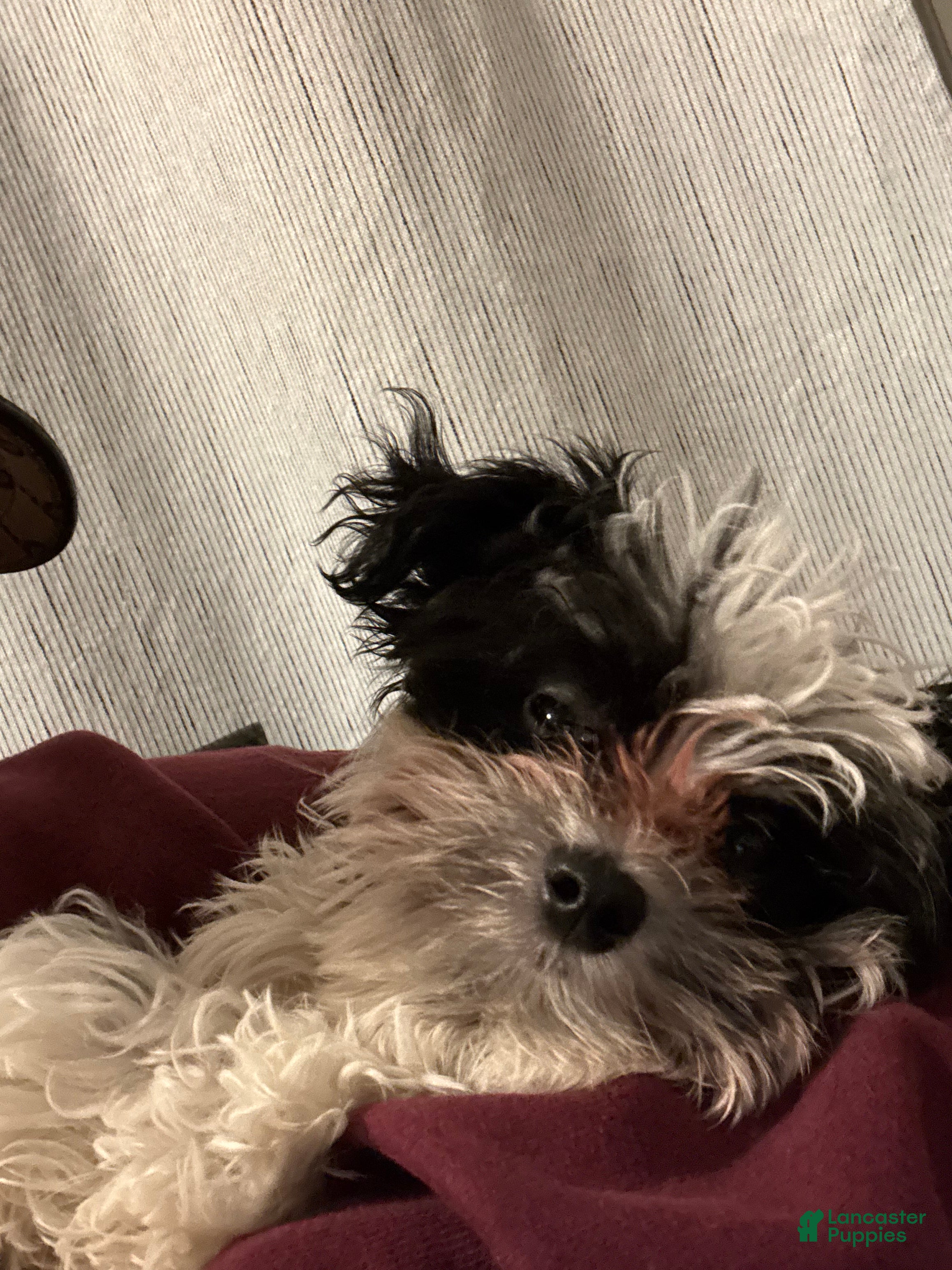 Maltipoo dogs for sale: Prince - Ad 2