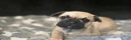 French Bulldog dogs for sale: Anna - Ad 3