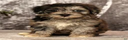 Havapoo dogs for sale: Simon - Ad 8
