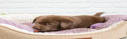 Labrador Retriever dogs for sale: Skye  - Ad 5