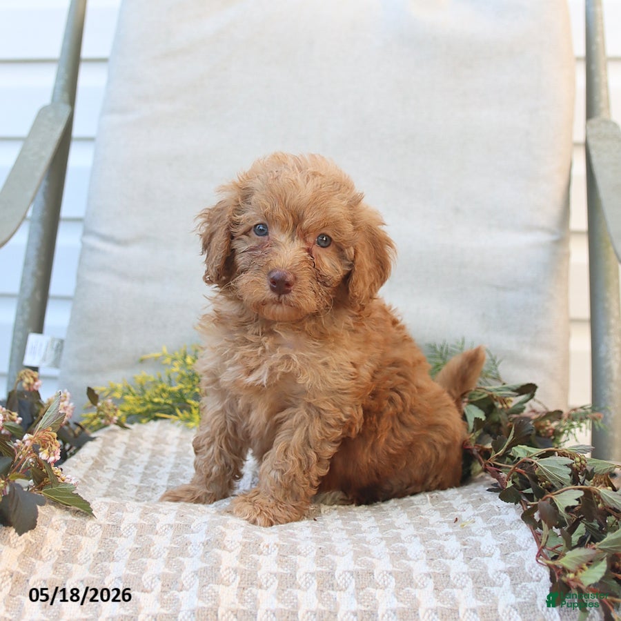 Mini Goldendoodle dogs Melody - Ad 2