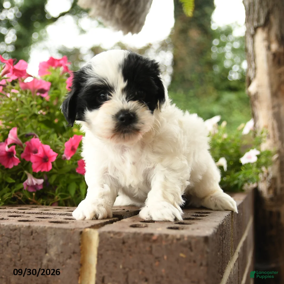 Shihpoo dogs for sale: Juana - Ad 3