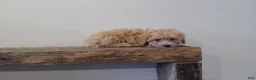 Maltipoo dogs for sale: Missy - Ad 4