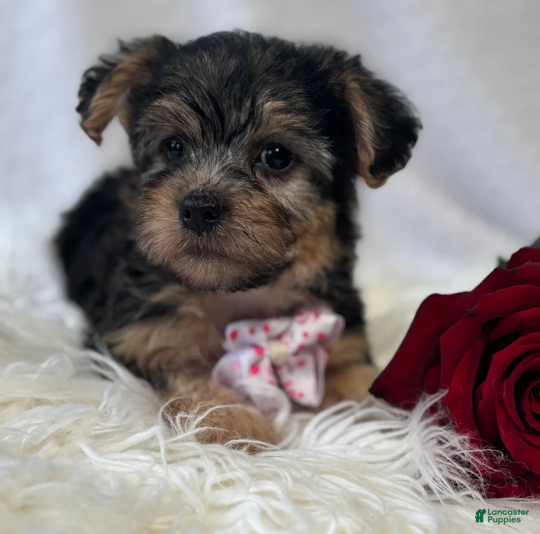 Morkie dogs for sale: Alexis - Ad 8