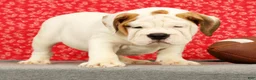 Beabull dogs for sale: Ziggy - Ad 5
