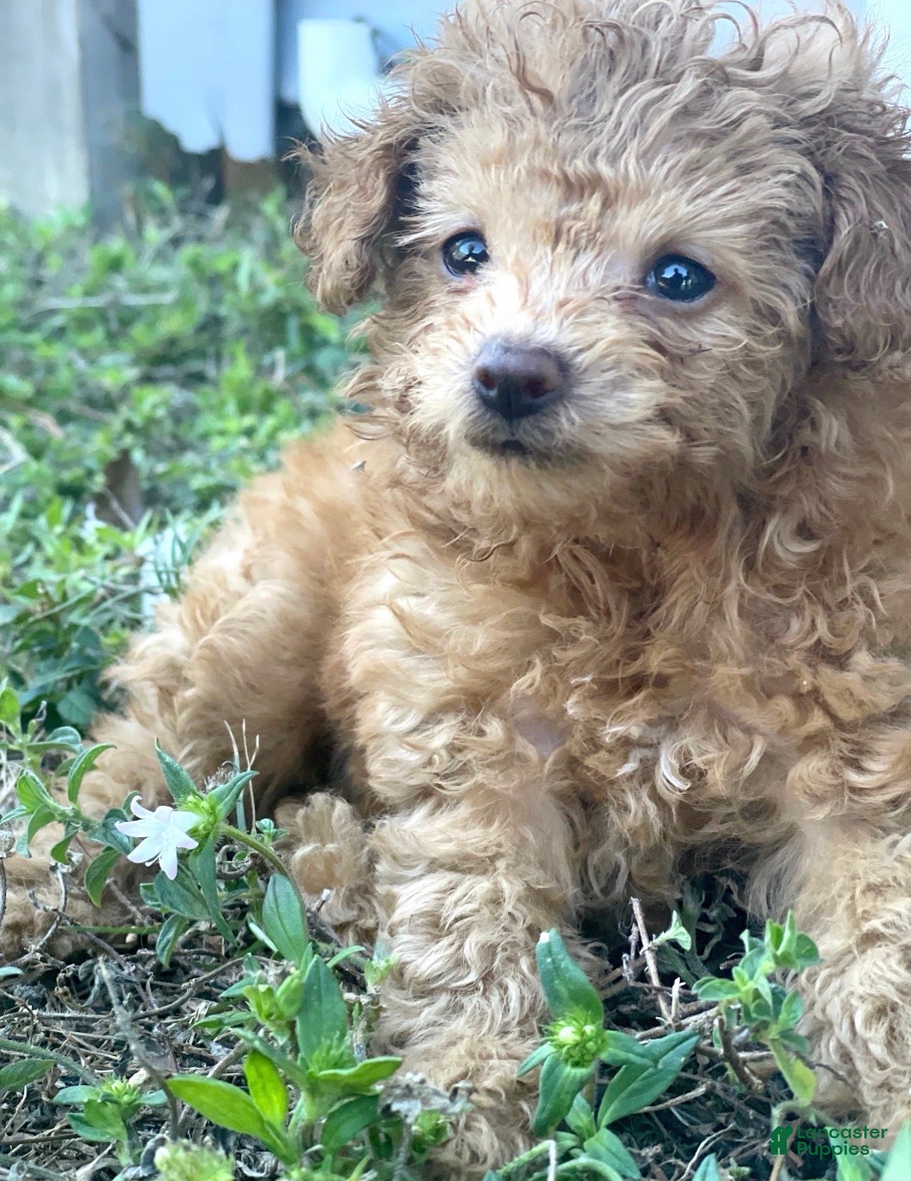 Toy Poodle dogs Toy Poodle Puppy 4 - Ad 24