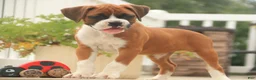 Boxer dogs for sale: Lily - Ad 4