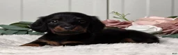 Miniature Dachshund dogs for sale: Jasper - Ad 4