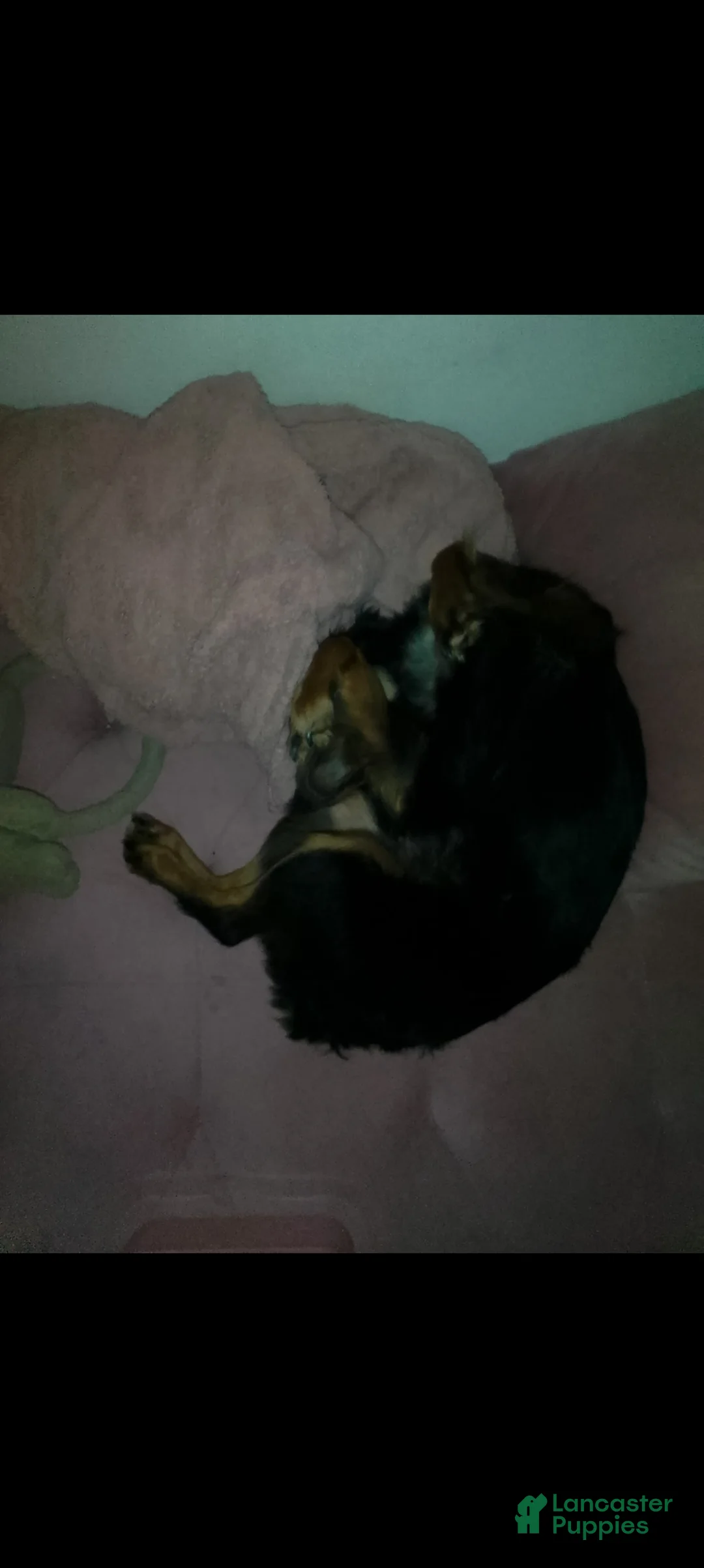 Mixed Breed dogs for sale: Mixed Breed Puppy 1 - Ad 2