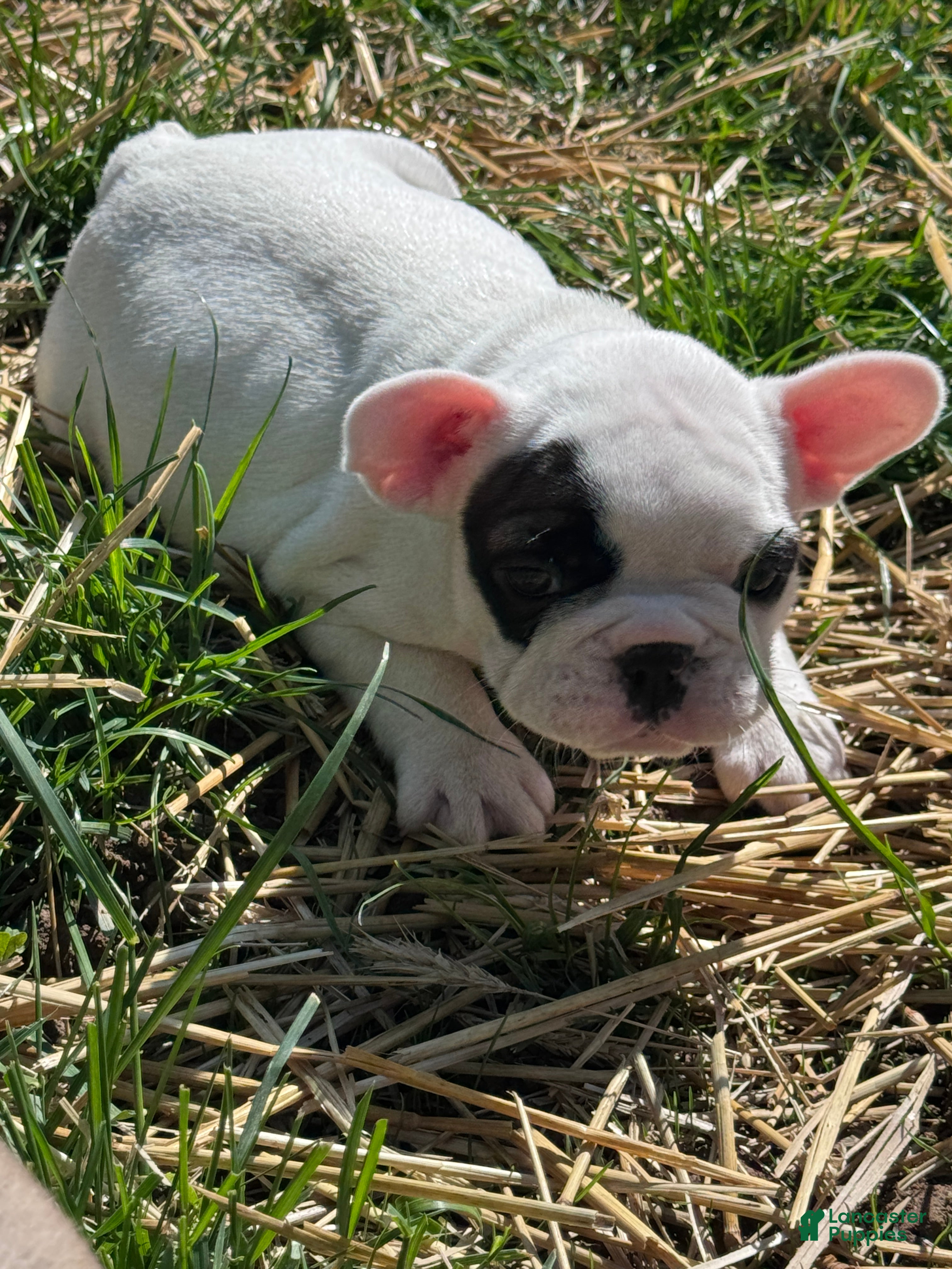 French Bulldog dogs Petey  - Ad 17