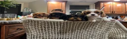 Cavalier King Charles Spaniel dogs for stud: King Charles Cavalier babies  - Ad 2