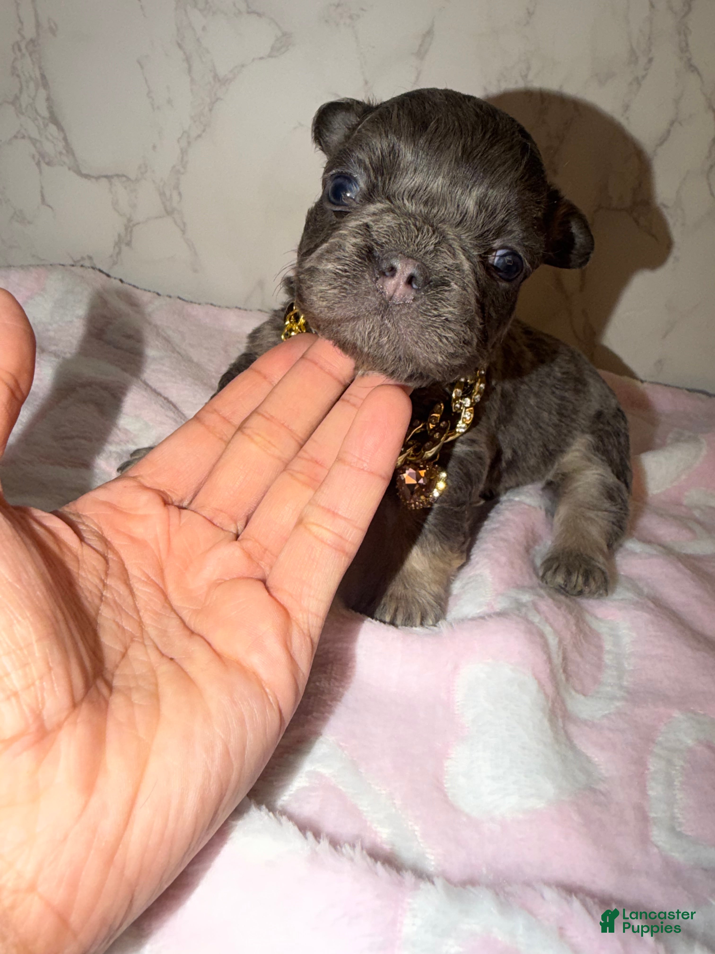 French Bulldog dogs Bae - Ad 9