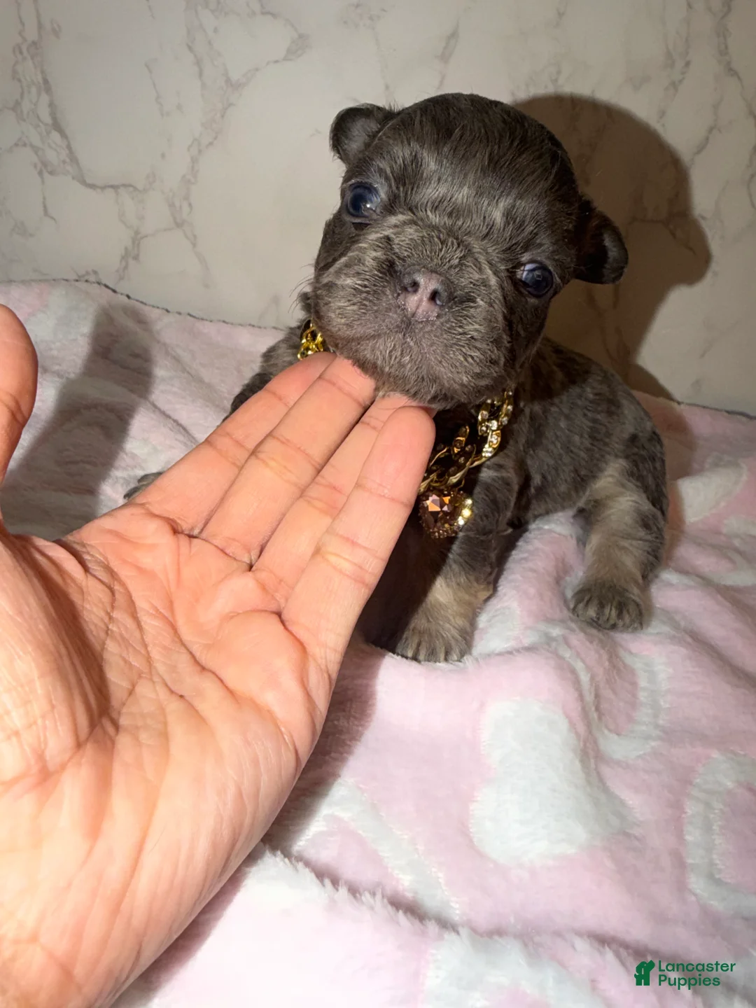 French Bulldog dogs for sale: Bae - Ad 1