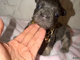 French Bulldog dogs Bae - Ad 9