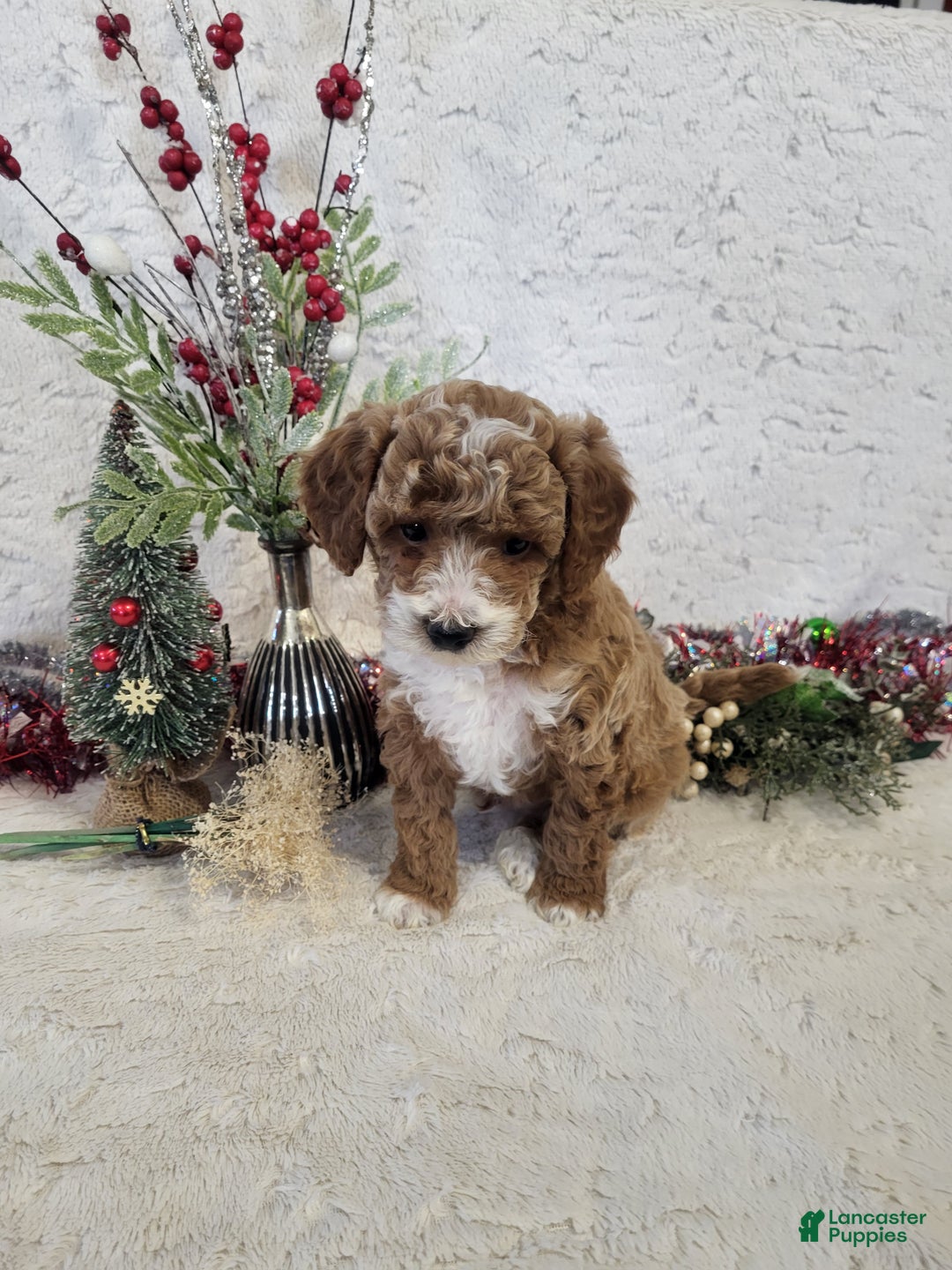 Goldendoodle dogs for sale: Rusty - Ad 4