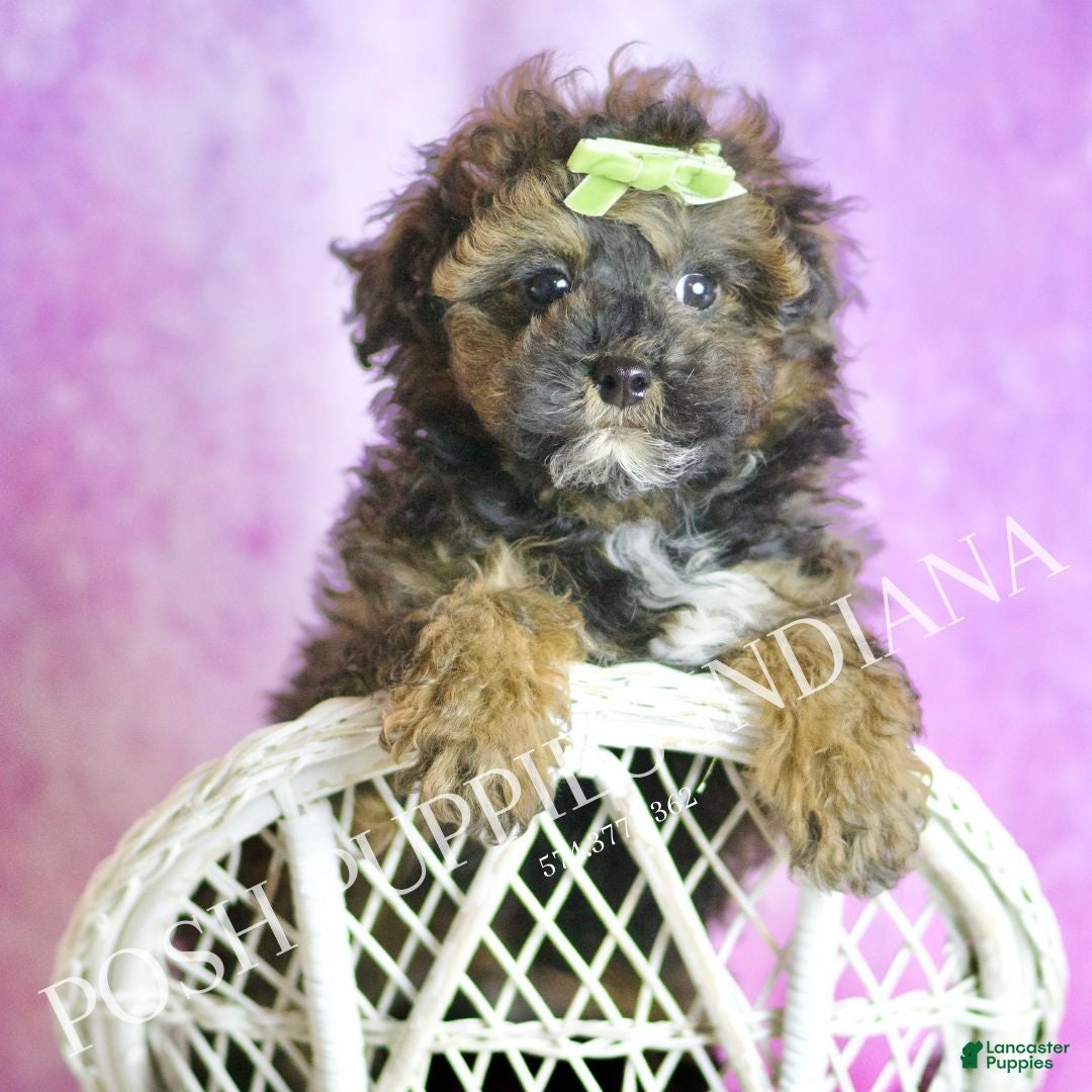 Toy Poodle dogs for sale: Moon - Ad 1