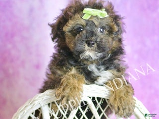 Toy Poodle dogs Moon - Ad 19