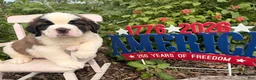Saint Bernard dogs for sale: Buster - Ad 3