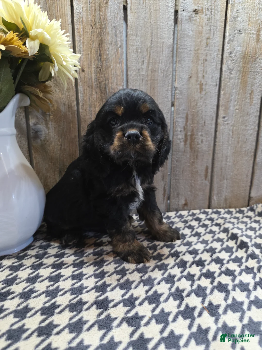 Cocker Spaniel dogs for sale: Rover - Ad 1