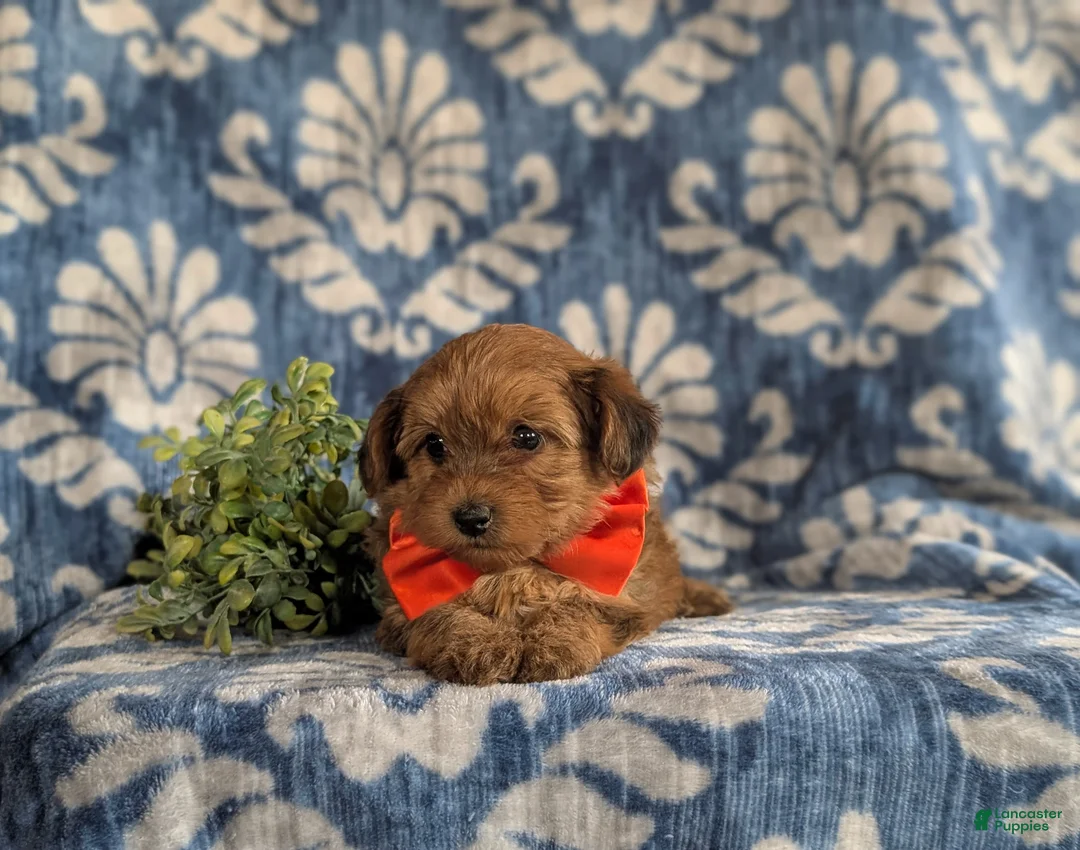 Yorkiepoo dogs for sale: Holman 6 lbs full grown - Ad 5