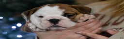 English Bulldog dogs for sale: Holly - Ad 6