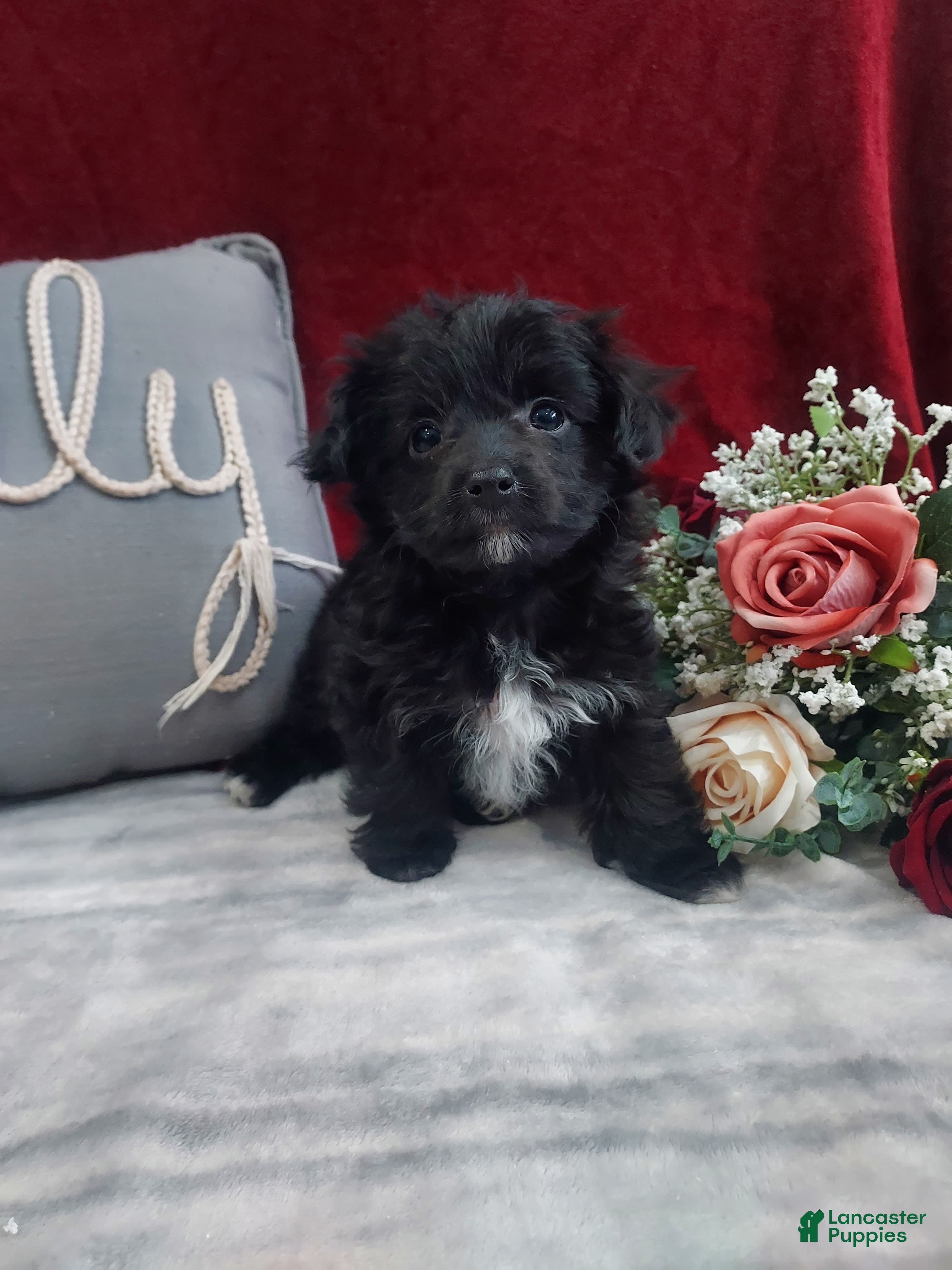 Mixed Breed dogs Cupid - Ad 4