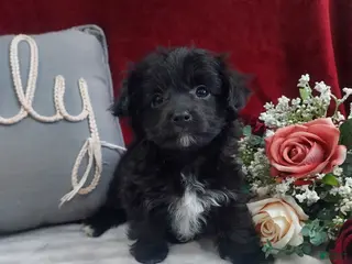 Mixed Breed dogs Cupid - Ad 4