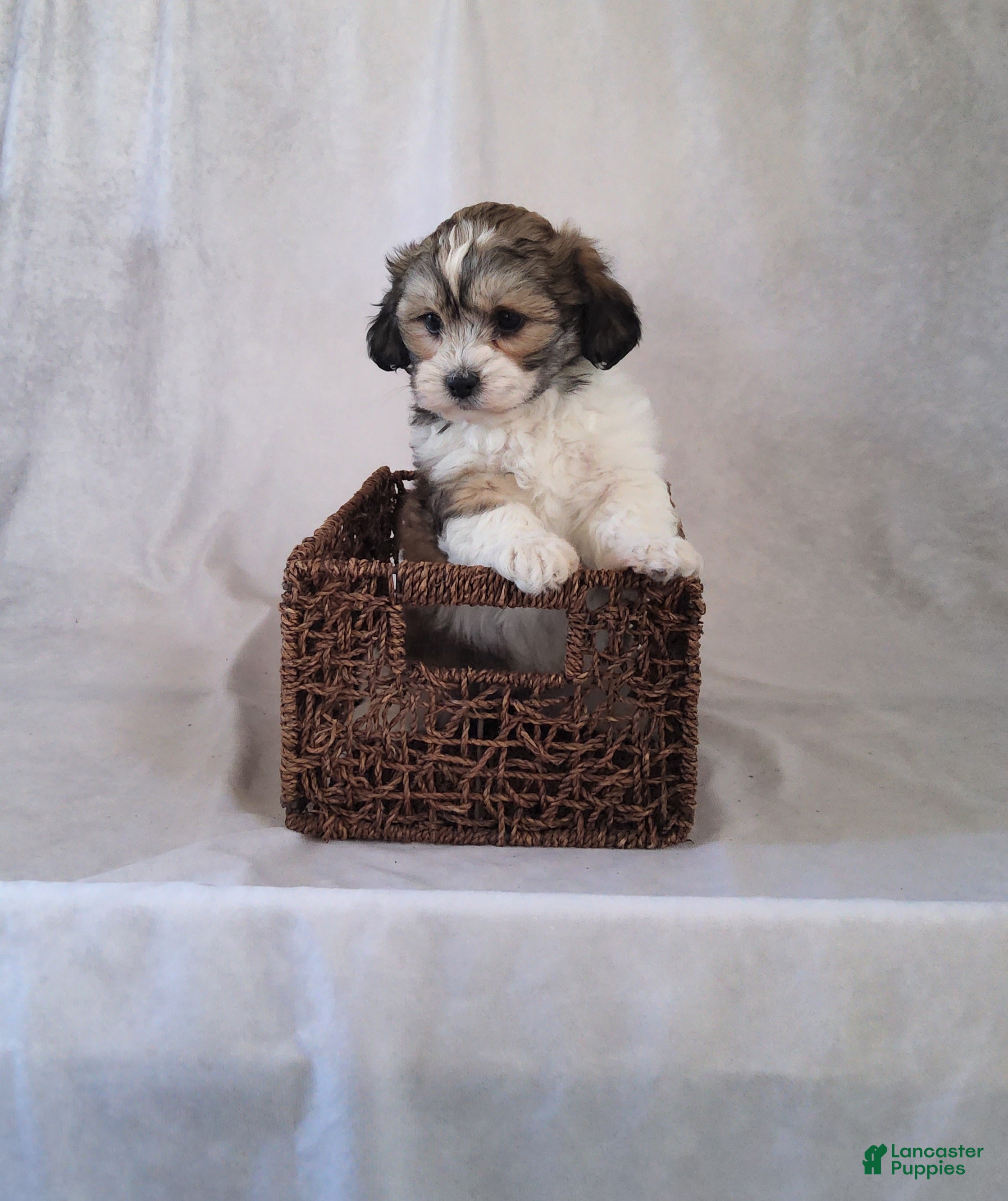 Shih Tzu dogs Remi - Ad 1