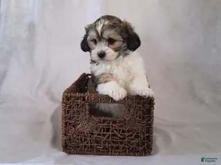 Shih Tzu dogs for sale: Remi - Ad 1