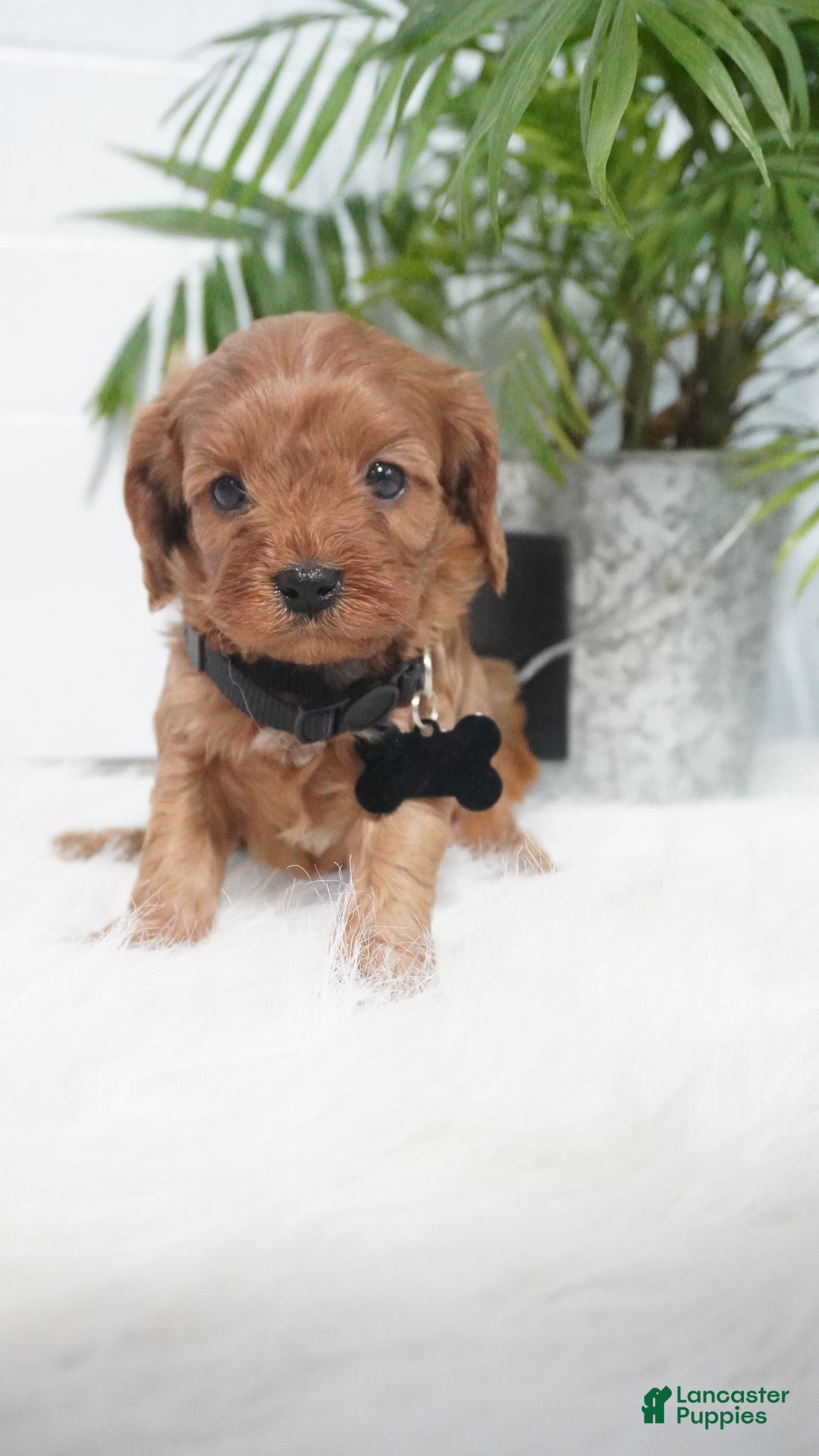 Cavapoo dogs for sale: Brock - Ad 11
