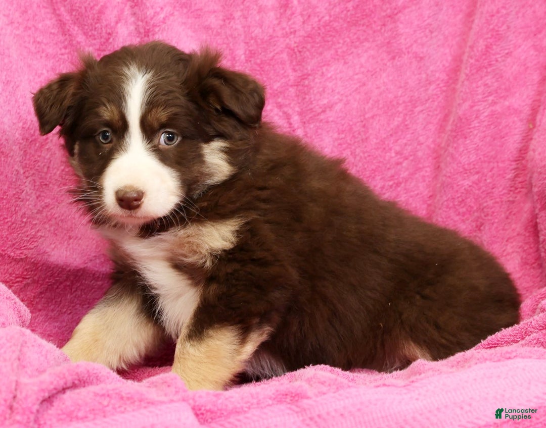 Miniature Australian Shepherd dogs for sale: Bella - Ad 8